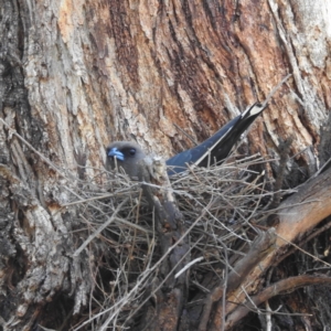 Artamus cyanopterus at Lions Youth Haven - Westwood Farm A.C.T. - 1 Jan 2024