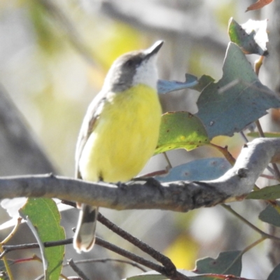 Gerygone olivacea (White-throated Gerygone) at Lions Youth Haven - Westwood Farm A.C.T. - 1 Jan 2024 by HelenCross