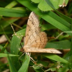 Scopula rubraria (Reddish Wave, Plantain Moth) at Downer, ACT - 1 Jan 2024 by RobertD