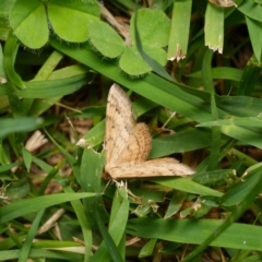 Scopula rubraria at Downer, ACT - 1 Jan 2024 04:51 PM