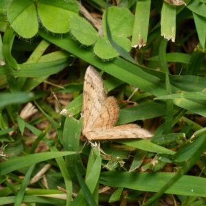 Scopula rubraria at Downer, ACT - 1 Jan 2024 04:51 PM