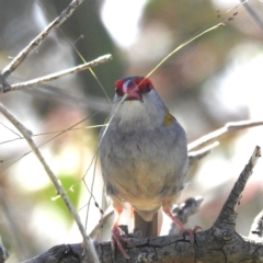 Neochmia temporalis (Red-browed Finch) at Kambah, ACT - 1 Jan 2024 by HelenCross