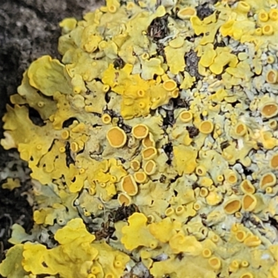 Unidentified Lichen at Mansfield, VIC - 1 Jan 2024 by trevorpreston