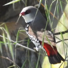 Stagonopleura guttata (Diamond Firetail) at Lions Youth Haven - Westwood Farm A.C.T. - 1 Jan 2024 by HelenCross