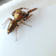 Opisthoncus sexmaculatus (Six-marked jumping spider) at Emu Creek - 1 Jan 2024 by JohnGiacon