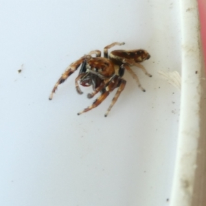 Opisthoncus sexmaculatus at Emu Creek Belconnen (ECB) - 1 Jan 2024