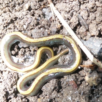 Caenoplana bicolor (Two-tone Planarian) at Belconnen, ACT - 1 Jan 2024 by JohnGiacon