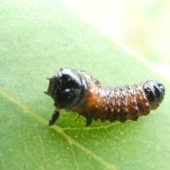 Paropsis (paropsine) genus-group (Unidentified 'paropsine' leaf beetle) at Emu Creek - 1 Jan 2024 by JohnGiacon