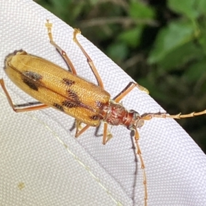 Phoracantha acanthocera at Numeralla, NSW - 30 Dec 2023