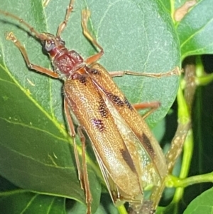 Phoracantha acanthocera at Numeralla, NSW - 30 Dec 2023