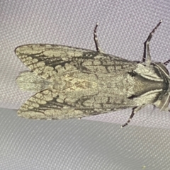Endoxyla lichenea at Numeralla, NSW - suppressed