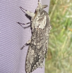 Endoxyla lichenea at Numeralla, NSW - suppressed