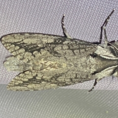 Endoxyla lichenea at Numeralla, NSW - suppressed