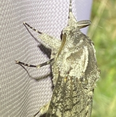 Endoxyla lichenea at Numeralla, NSW - 30 Dec 2023