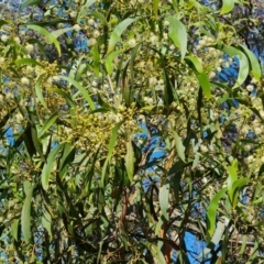 Acacia implexa (Hickory Wattle, Lightwood) at Isaacs Ridge and Nearby - 1 Jan 2024 by Mike