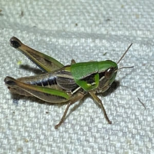 Praxibulus eurobodallae at Numeralla, NSW - 30 Dec 2023