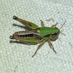 Praxibulus eurobodallae at Numeralla, NSW - 30 Dec 2023