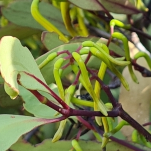 Muellerina eucalyptoides at Isaacs Ridge and Nearby - 1 Jan 2024