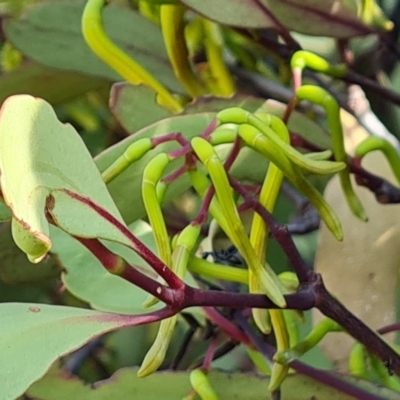 Muellerina eucalyptoides (Creeping Mistletoe) at Isaacs Ridge - 1 Jan 2024 by Mike