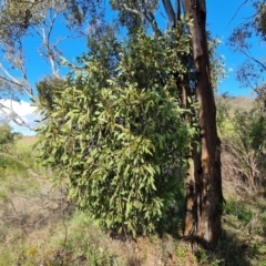 Muellerina eucalyptoides at Isaacs Ridge and Nearby - 1 Jan 2024