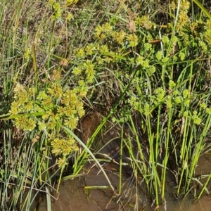 Cyperus eragrostis at Isaacs Ridge - 1 Jan 2024