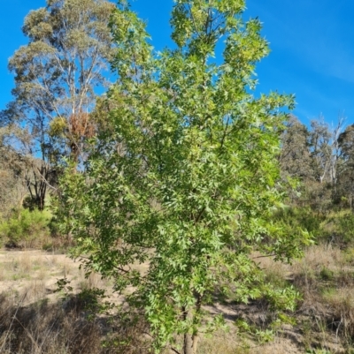 Fraxinus angustifolia (Desert Ash) at Isaacs Ridge - 1 Jan 2024 by Mike