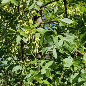 Fraxinus angustifolia at Isaacs Ridge and Nearby - 1 Jan 2024