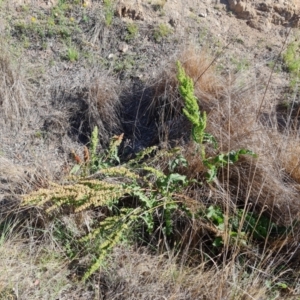 Rumex crispus at Isaacs Ridge - 1 Jan 2024 05:12 PM