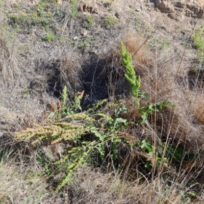 Rumex crispus (Curled Dock) at Isaacs Ridge and Nearby - 1 Jan 2024 by Mike