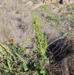 Rumex crispus at Isaacs Ridge - 1 Jan 2024 05:12 PM