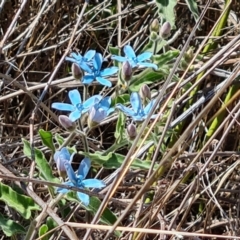 Oxypetalum coeruleum (Tweedia or Southern Star) at Isaacs Ridge - 1 Jan 2024 by Mike