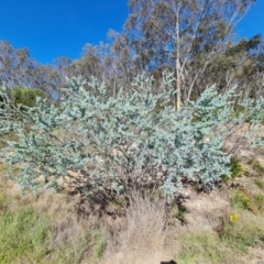 Acacia podalyriifolia (Queensland Silver Wattle) at Isaacs Ridge - 1 Jan 2024 by Mike