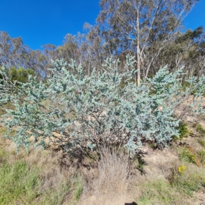 Acacia podalyriifolia (Queensland Silver Wattle) at Isaacs Ridge and Nearby - 1 Jan 2024 by Mike