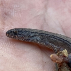 Hemiergis talbingoensis (Three-toed Skink) at Numeralla, NSW - 30 Dec 2023 by SteveBorkowskis