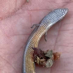 Hemiergis talbingoensis at Numeralla, NSW - 30 Dec 2023