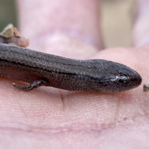 Hemiergis talbingoensis at Numeralla, NSW - 30 Dec 2023