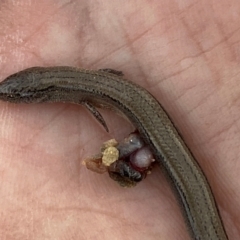 Hemiergis talbingoensis at Numeralla, NSW - 30 Dec 2023