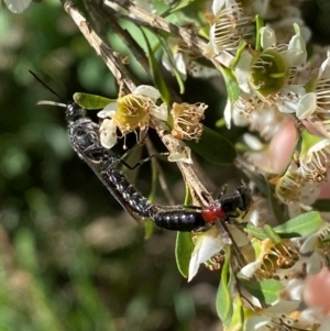 Rhagigaster ephippiger at Numeralla, NSW - 30 Dec 2023