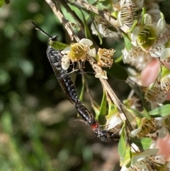 Rhagigaster ephippiger at Numeralla, NSW - 30 Dec 2023