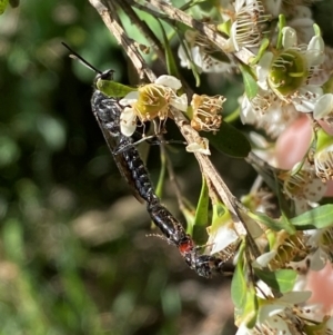 Rhagigaster ephippiger at Numeralla, NSW - suppressed