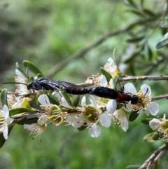 Rhagigaster ephippiger at Numeralla, NSW - 30 Dec 2023