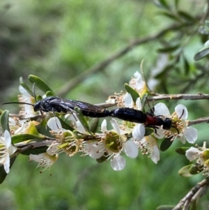 Rhagigaster ephippiger at Numeralla, NSW - 30 Dec 2023