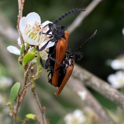Porrostoma rhipidium (Long-nosed Lycid (Net-winged) beetle) at Numeralla, NSW - 30 Dec 2023 by SteveBorkowskis