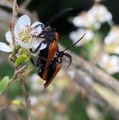 Porrostoma rhipidium at Numeralla, NSW - suppressed