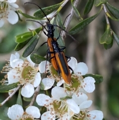 Stenoderus suturalis (Stinking Longhorn) at Numeralla, NSW - 30 Dec 2023 by SteveBorkowskis