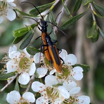 Stenoderus suturalis (Stinking Longhorn) at Numeralla, NSW - 30 Dec 2023 by SteveBorkowskis