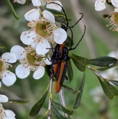 Stenoderus suturalis at Numeralla, NSW - 30 Dec 2023