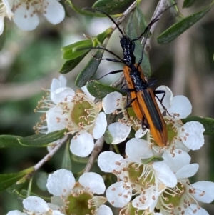 Stenoderus suturalis at Numeralla, NSW - 30 Dec 2023