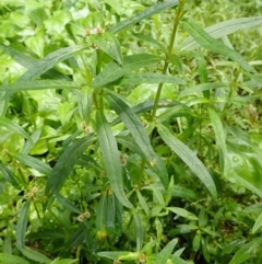 Alternanthera denticulata (Lesser Joyweed) at Kiama, NSW - 1 Jan 2024 by plants