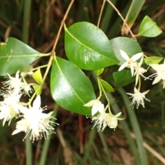Backhousia myrtifolia (Carrol, Grey Myrtle, Cinnamon Myrtle) at Kiama, NSW - 1 Jan 2024 by plants